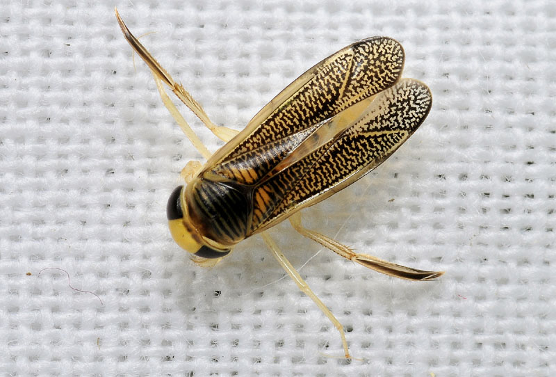 Corixidae